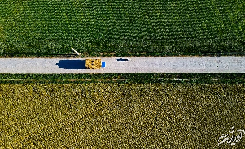 (تصاویر) برداشت برنج در مازندران
